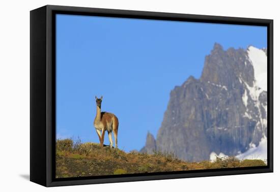 Guanaco Standing Near Cerro Paine Grande-Paul Souders-Framed Stretched Canvas