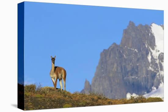 Guanaco Standing Near Cerro Paine Grande-Paul Souders-Stretched Canvas