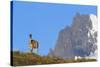 Guanaco Standing Near Cerro Paine Grande-Paul Souders-Stretched Canvas