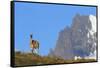 Guanaco Standing Near Cerro Paine Grande-Paul Souders-Framed Stretched Canvas