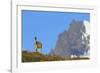 Guanaco Standing Near Cerro Paine Grande-Paul Souders-Framed Photographic Print