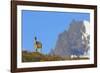 Guanaco Standing Near Cerro Paine Grande-Paul Souders-Framed Photographic Print