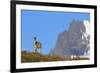 Guanaco Standing Near Cerro Paine Grande-Paul Souders-Framed Photographic Print