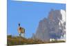 Guanaco Standing Near Cerro Paine Grande-Paul Souders-Mounted Photographic Print