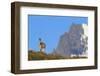 Guanaco Standing Near Cerro Paine Grande-Paul Souders-Framed Photographic Print