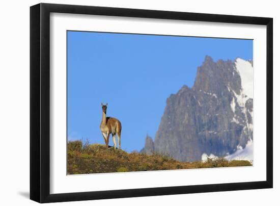 Guanaco Standing Near Cerro Paine Grande-Paul Souders-Framed Photographic Print