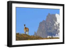 Guanaco Standing Near Cerro Paine Grande-Paul Souders-Framed Photographic Print