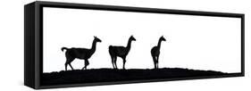 Guanaco three silhouetted. Torres del Paine, Patagonia, Chile-Nick Garbutt-Framed Stretched Canvas