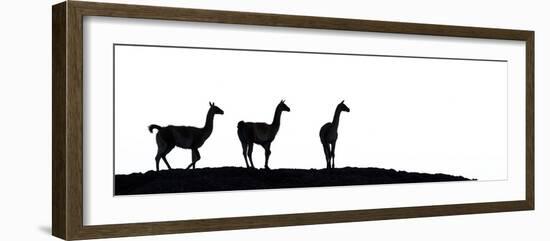 Guanaco three silhouetted. Torres del Paine, Patagonia, Chile-Nick Garbutt-Framed Photographic Print