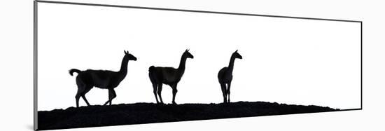 Guanaco three silhouetted. Torres del Paine, Patagonia, Chile-Nick Garbutt-Mounted Photographic Print