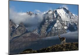 Guanaco with Cordiera del Paine in Back, Patagonia, Magellanic, Chile-Pete Oxford-Mounted Photographic Print