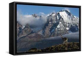 Guanaco with Cordiera del Paine in Back, Patagonia, Magellanic, Chile-Pete Oxford-Framed Stretched Canvas