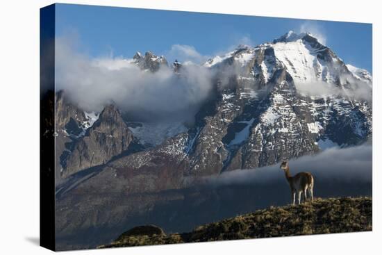 Guanaco with Cordiera del Paine in Back, Patagonia, Magellanic, Chile-Pete Oxford-Stretched Canvas