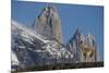 Guanaco with Cordiera del Paine, Torres del Paine, Patagonia, Chile-Pete Oxford-Mounted Photographic Print