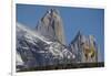 Guanaco with Cordiera del Paine, Torres del Paine, Patagonia, Chile-Pete Oxford-Framed Photographic Print