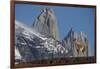 Guanaco with Cordiera del Paine, Torres del Paine, Patagonia, Chile-Pete Oxford-Framed Photographic Print