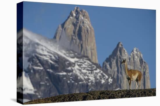 Guanaco with Cordiera del Paine, Torres del Paine, Patagonia, Chile-Pete Oxford-Stretched Canvas