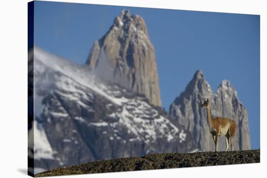 Guanaco with Cordiera del Paine, Torres del Paine, Patagonia, Chile-Pete Oxford-Stretched Canvas