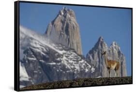 Guanaco with Cordiera del Paine, Torres del Paine, Patagonia, Chile-Pete Oxford-Framed Stretched Canvas