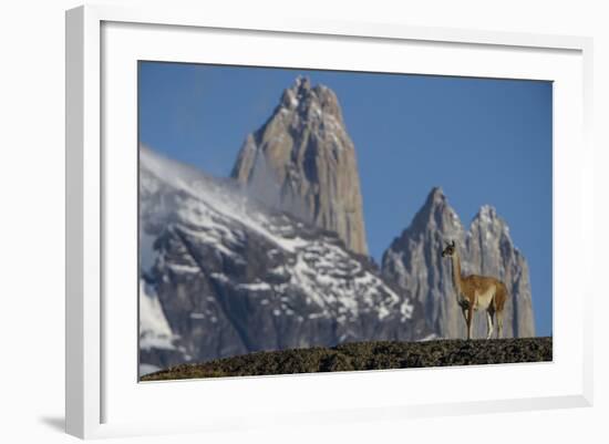 Guanaco with Cordiera del Paine, Torres del Paine, Patagonia, Chile-Pete Oxford-Framed Photographic Print