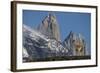 Guanaco with Cordiera del Paine, Torres del Paine, Patagonia, Chile-Pete Oxford-Framed Photographic Print