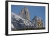Guanaco with Cordiera del Paine, Torres del Paine, Patagonia, Chile-Pete Oxford-Framed Photographic Print