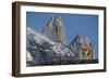 Guanaco with Cordiera del Paine, Torres del Paine, Patagonia, Chile-Pete Oxford-Framed Photographic Print