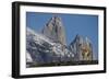 Guanaco with Cordiera del Paine, Torres del Paine, Patagonia, Chile-Pete Oxford-Framed Photographic Print