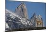 Guanaco with Cordiera del Paine, Torres del Paine, Patagonia, Chile-Pete Oxford-Mounted Photographic Print