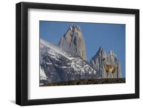 Guanaco with Cordiera del Paine, Torres del Paine, Patagonia, Chile-Pete Oxford-Framed Photographic Print