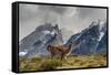 Guanaco with Cuernos in background, Torres Del Paine National Park, Region 12, Chile, Patagonia-Howie Garber-Framed Stretched Canvas