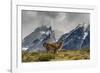 Guanaco with Cuernos in background, Torres Del Paine National Park, Region 12, Chile, Patagonia-Howie Garber-Framed Photographic Print