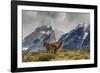 Guanaco with Cuernos in background, Torres Del Paine National Park, Region 12, Chile, Patagonia-Howie Garber-Framed Photographic Print