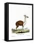 Guanaco-null-Framed Stretched Canvas