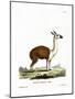 Guanaco-null-Mounted Giclee Print