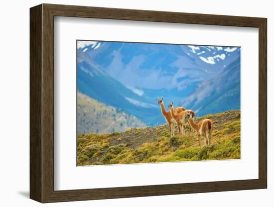 Guanacoes in Torres Del Paine National Park-encrier-Framed Photographic Print