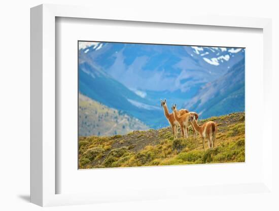 Guanacoes in Torres Del Paine National Park-encrier-Framed Photographic Print