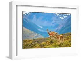 Guanacoes in Torres Del Paine National Park-encrier-Framed Photographic Print