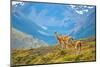 Guanacoes in Torres Del Paine National Park-encrier-Mounted Photographic Print