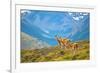 Guanacoes in Torres Del Paine National Park-encrier-Framed Photographic Print