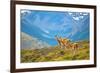 Guanacoes in Torres Del Paine National Park-encrier-Framed Photographic Print