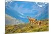 Guanacoes in Torres Del Paine National Park-encrier-Mounted Photographic Print