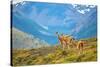 Guanacoes in Torres Del Paine National Park-encrier-Stretched Canvas