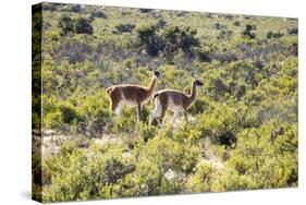 Guanacos, Argentina-Peter Groenendijk-Stretched Canvas