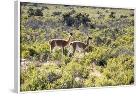 Guanacos, Argentina-Peter Groenendijk-Framed Photographic Print