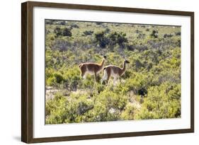 Guanacos, Argentina-Peter Groenendijk-Framed Photographic Print