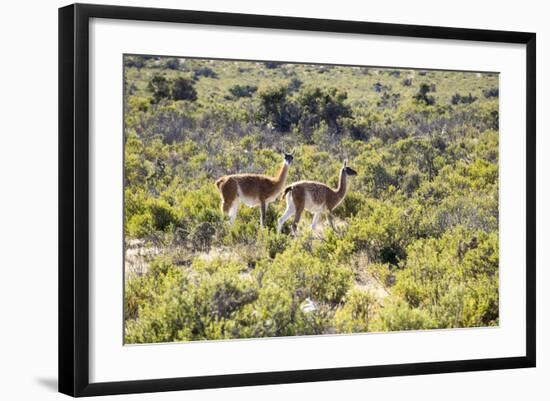 Guanacos, Argentina-Peter Groenendijk-Framed Photographic Print