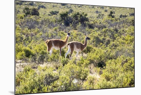 Guanacos, Argentina-Peter Groenendijk-Mounted Photographic Print