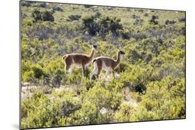 Guanacos, Argentina-Peter Groenendijk-Mounted Photographic Print