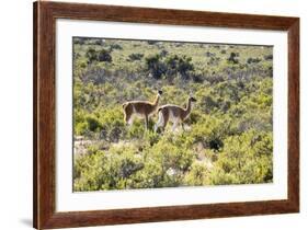 Guanacos, Argentina-Peter Groenendijk-Framed Photographic Print